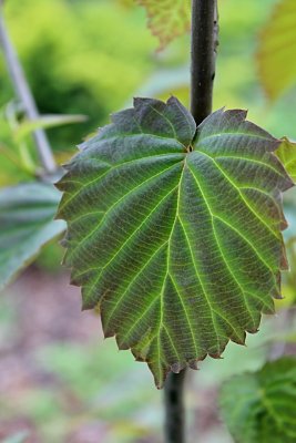 Davidia involucrata 'Vilmoriniana' - davídie listenová - jarní list - líc